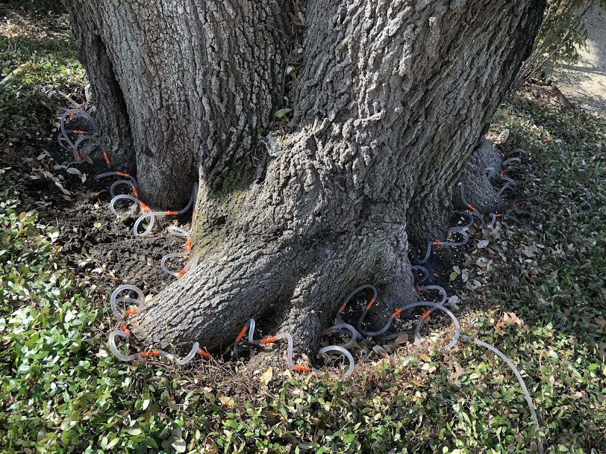 Detailed Tree Cabling and Bracing job site in Coalgood